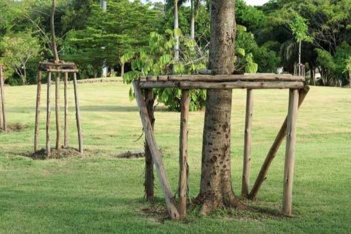 Foto di consolidamento degli alberi