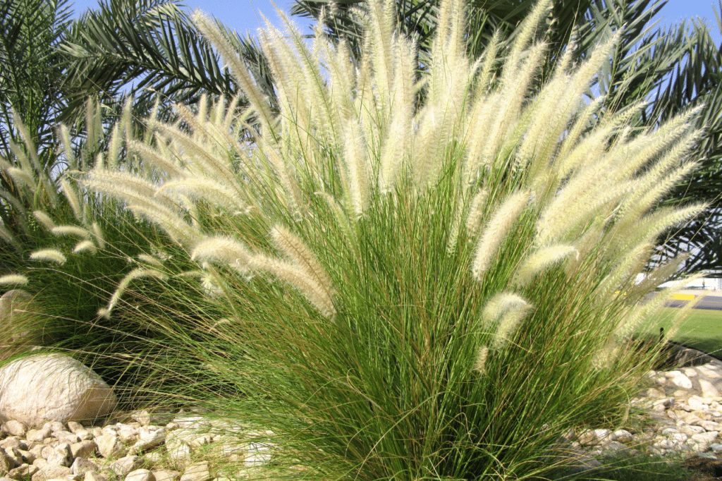 corso potatura alberi ornamentali