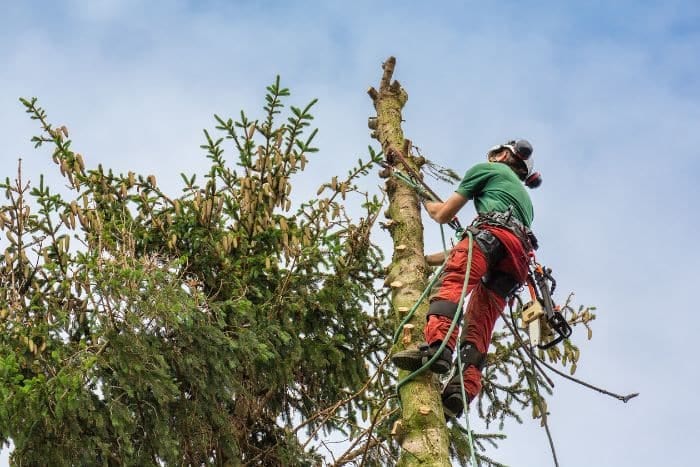 Foto di Tree climbing Roma