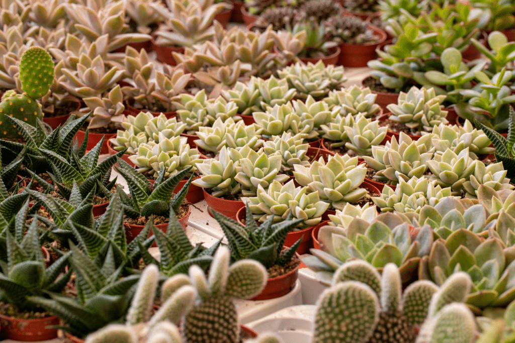 piante ornamentali a roma